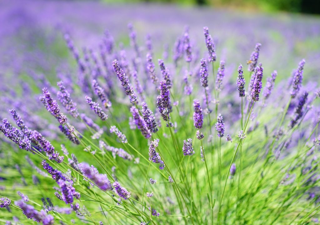 lavender-cultivation-2138402_1280